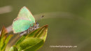 Green Hairstreak, Linn Dean, Scottish Wildlife Trust Reserve.
