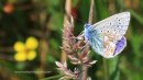 Common Blue Butterfly