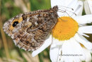 Grayling butterfly, Mull of Galloway