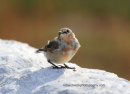 Juvenile Wheatear