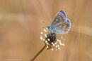 Common Blue