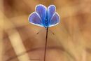 Common Blue