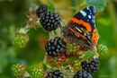 Red admiral on brambles