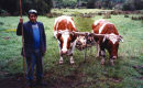 Mapuche and Oxen