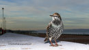 Starling on Frost