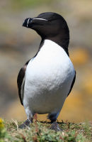 Razorbill Strutting