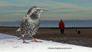 Starling on Frost Too