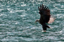 Skye Sea Eagle at work....