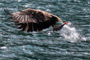 Sea Eagle Takeaway......