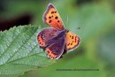 Small Copper