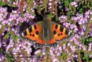 Small Tortoiseshell