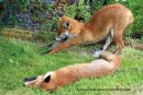 Foxes taking it easy
