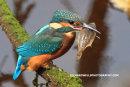 Kingfisher with catch