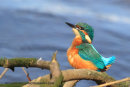 Kingfisher waiting for food