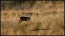 Aberlady  Stag 2