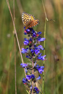 Dark Green Fritillary