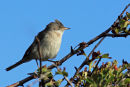 Whitethroat
