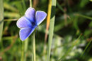Common Blue
