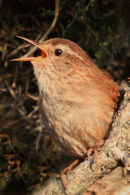 Wren Singing