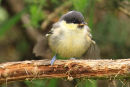 Coal Tit Chick