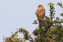 Juvenile Kestrel