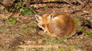 Duddingston Fox