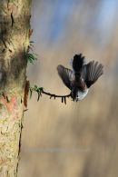 Long Tailed Tit