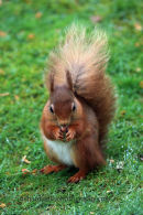 Rd Squirrel