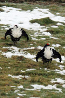 The Black Grouse Strut...