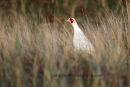 White Pheasant!?