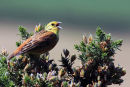 Yellowhammer Singing
