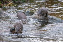 Otter cubs