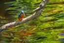 Kingfisher