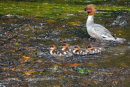 Goosander and chicks