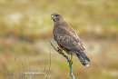 Buzzard perched, Isle of Mull