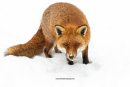 Urban Fox in the snow