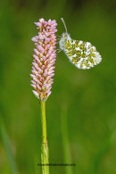 Female Orange Tip, Inveresk