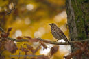 Autumn Thrush, Dunkeld.