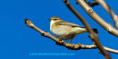 Willow Warbler, Islay