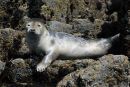 Seal Pup, Isle of May