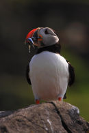 Posin Puffin
