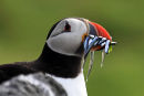 Puffin and Sand Eel Supper