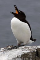 Razorbill calling, isle of May