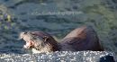 Tobermory Otter