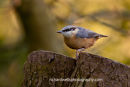 Nuthatch