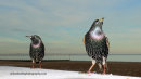 Starling Twosome