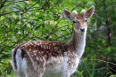 Fallow Deer
