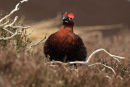 Displaying Red Grouse