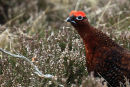 Calling Red Grouse