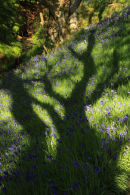 Bluebell Tree, Woodhall Dean.